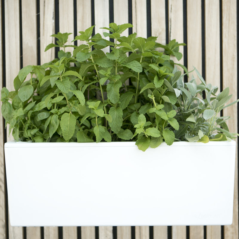 Symple Stuff Trotwood SelfWatering Plastic Wall Planter & Reviews